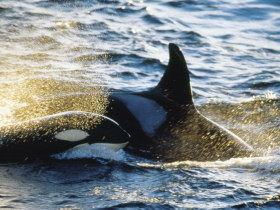 Killer whales & Northern Lights, Norway